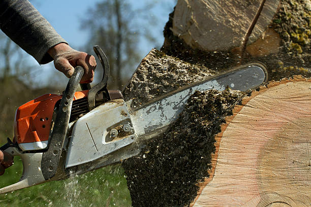 The Steps Involved in Our Tree Care Process in East Richmond Heights, CA